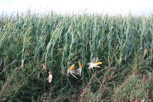 Property photo 74 - LAND AUCTION, 3255+/- Acres offered in 13 Tracts